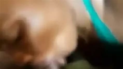 Bajan Dark Slut Blowjob Porn XHamster