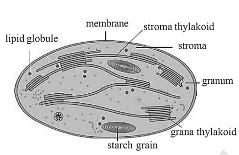 Explain The Structure Of Chloroplast With A Neatly Labelled Sketch