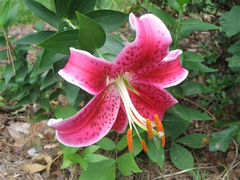 stargazer flower 6