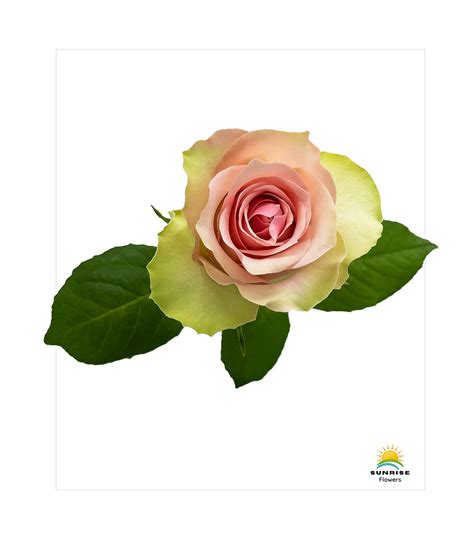 Belle Rose Sunrise Flowers