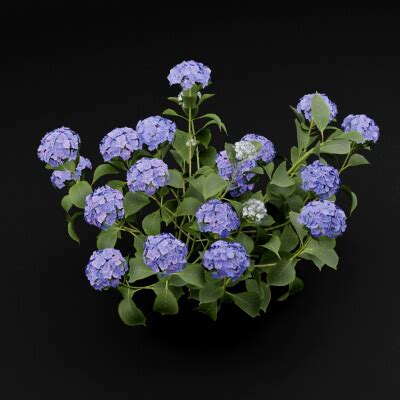 bigleaf hydrangea  model  green lander