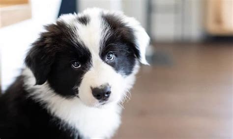 Border Collie Super Inteligentny Pies Pasterski ⋆ Bordercolliepl