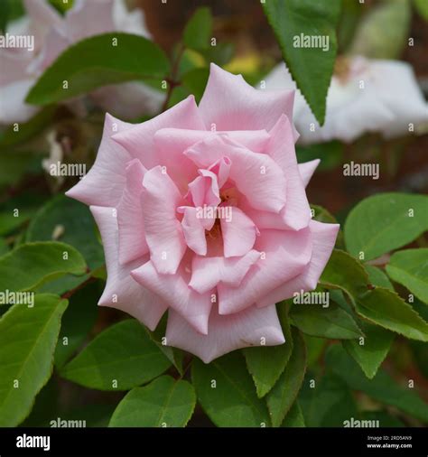 Rose Rosa Kathleen Hi Res Stock Photography And Images Alamy