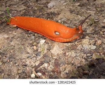 Naked Forest Snail Nature Stock Photo Shutterstock