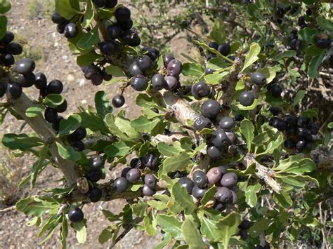 Argentina Nativa Molle Schinus Odonellii