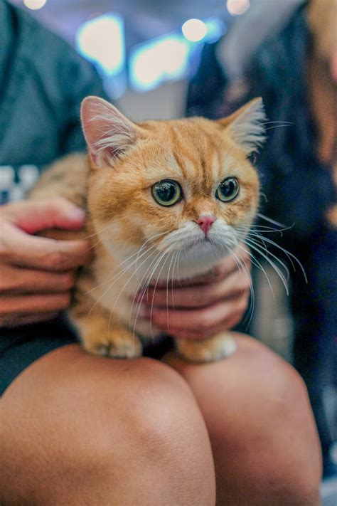 Cuộc thi mèo đẹp gay cấn So kè sát sao đối thủ giá 1 tỷ đồng vẫn phải thua em mèo này