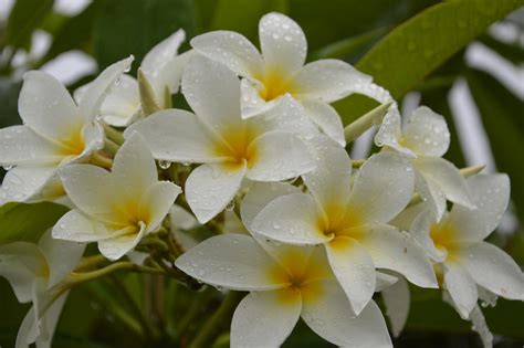 Flowers Of Martinique In The Rain 3 By A1z2e3r On Deviantart