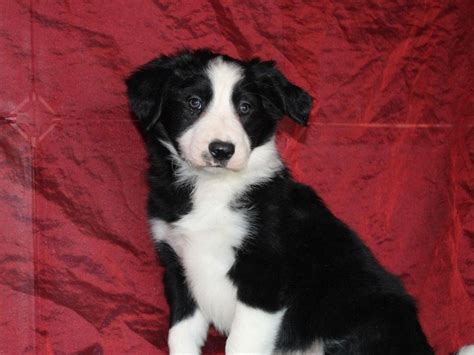 À vendre 8 chiots Borders Collies LOF Petite Annonce chien