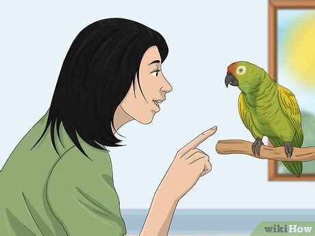 How To Tell The Sex Of Parrots Ringnecks Parakeets More