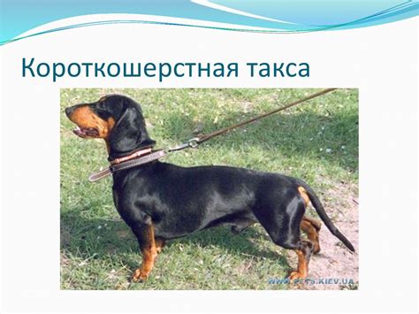 Таксы - презентация онлайн