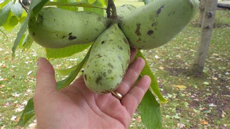 Pawpaw Varieties - General Fruit Growing - Growing Fruit