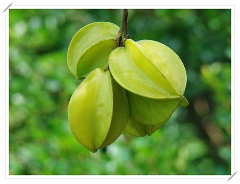 CARAMBOLA (Averrhoa carambola L.)