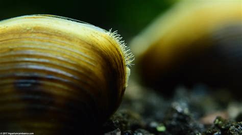 Freshwater Clams: Care, Food, Size, Lifespan & Tankmates - Video