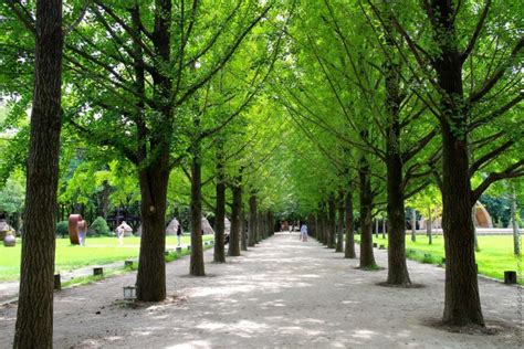 Nami Island Korea Selatan Pulau Wisata Indah Nan Romantis Di Seoul