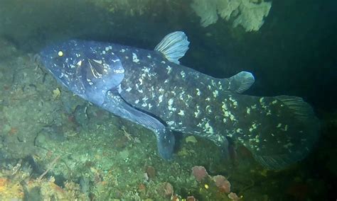 coelacanths   living fossils  study shows biology
