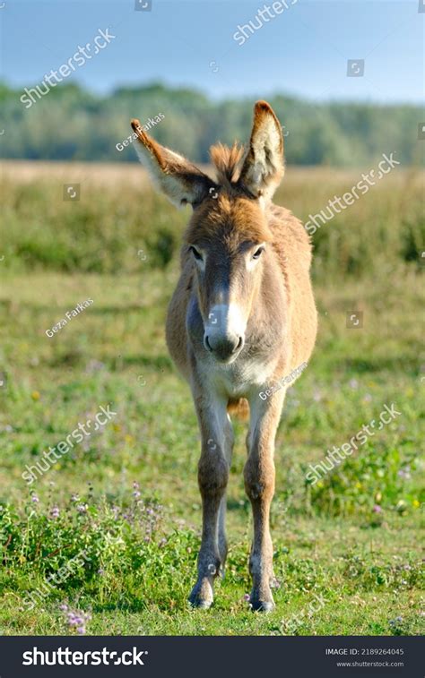 Donkey Front View Royalty Free Images Stock Photos And Pictures