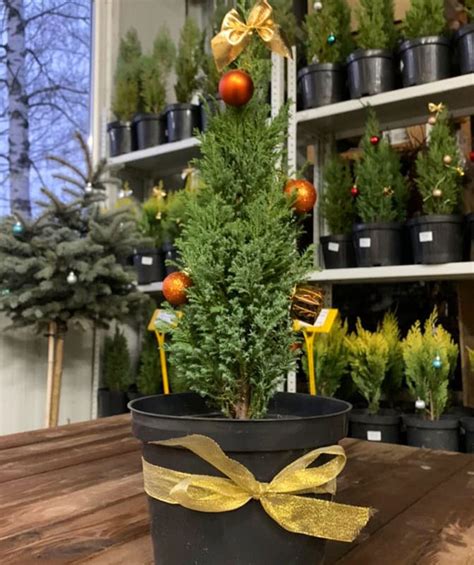 Принимаем заявки на живые ели и пихты к Новому году 2024