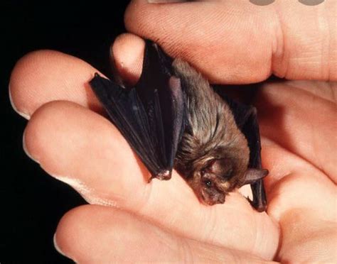 The Bumblebee Bat Aka Kittis Hog Nosed Bat Is The Only Extant Member