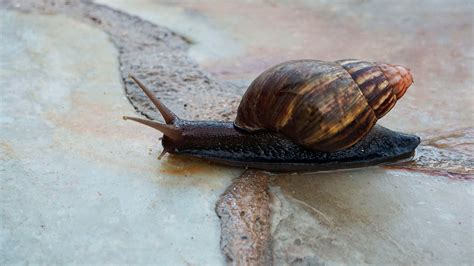 Florida Pidió Colaboración Ciudadana Para Erradicar Nuevamente A Los Caracoles Gigantes