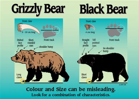 Know the Difference - Black Bear vs Grizzly Bears - Whistler Photo Safaris