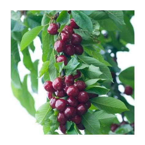 Exquisite Prunus Burlat Cherry Tree Great As Birthday Gifts For