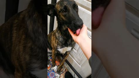 Хочу собаку или что надо знать. Видео на канале🐶🤗 - YouTube