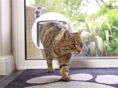 Cat Flaps Pallot Glass And Windows