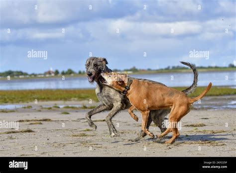 American Pit Bull Terrier Rhodesian Ridgeback Mongrel With Irish