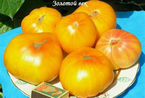 Томат Золотой век: отзывы, фото, урожайность, описание и характеристика ...