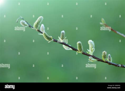 Pussy Willow Branch Close Up On A Green Blurred Spring Forest
