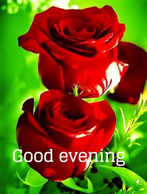 Good Evening Roses