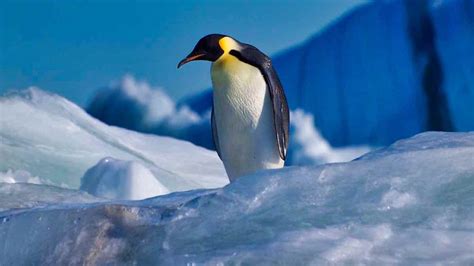 The penguin genus: Aptenodytes