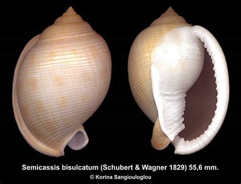 Shellauction Net Semicassis Bisulcatum