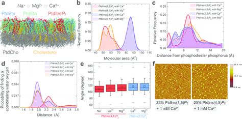 The Molecular Area And Ion Binding Characteristics Of Ptdins P Or