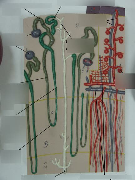 Nephron Model Diagram Quizlet