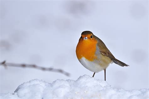 oiseau rouge gorge songbird photo gratuite sur pixabay pixabay
