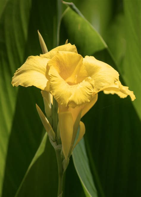 Florida Native Golden Canna Plants For Sale - SowExotic.com – Sow Exotic