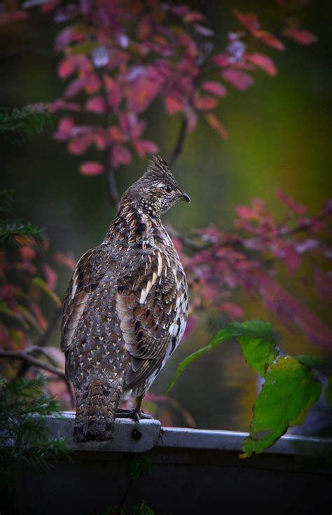 ruffed grouse bird nature  photo  pixabay