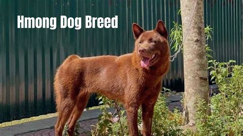 Hmong Dog Breed: Everything to Know Before Adopting a Hmong Breed Dog