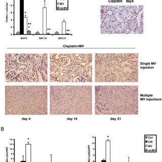 Renal Cell Apoptosis And Proliferation In Cisplatin Aki Mice Untreated