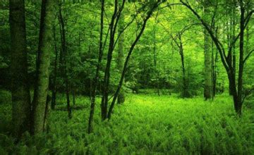 Hd Green Forest Wallpapers Wallpapersafari