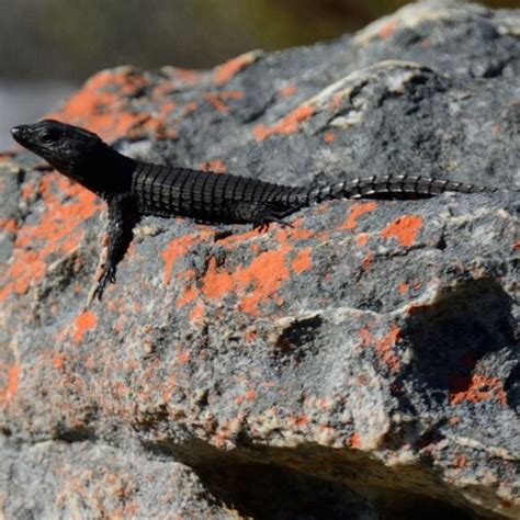 Black Girdled Lizard Cordylus Niger Recorded At Cape Of Good Hope