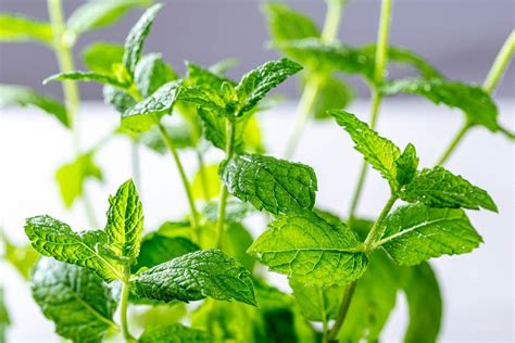 Euonymus alatus, known as winged spindle, winged euonymus, or burning