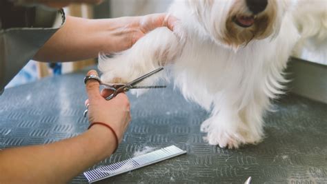 How Often Should Dogs Get Groomed Singapore Pet Grooming