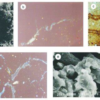 Photomicrographs Obtained By Scanning Electron Microscopy A E And