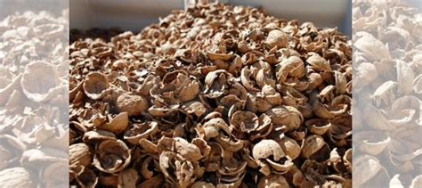 Скорлупа для поделок купить в Краснодаре | Животные и зоотовары | Авито