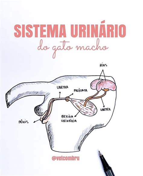 A Diagram Of The Utensils In Human Body And Labeled With Captioning