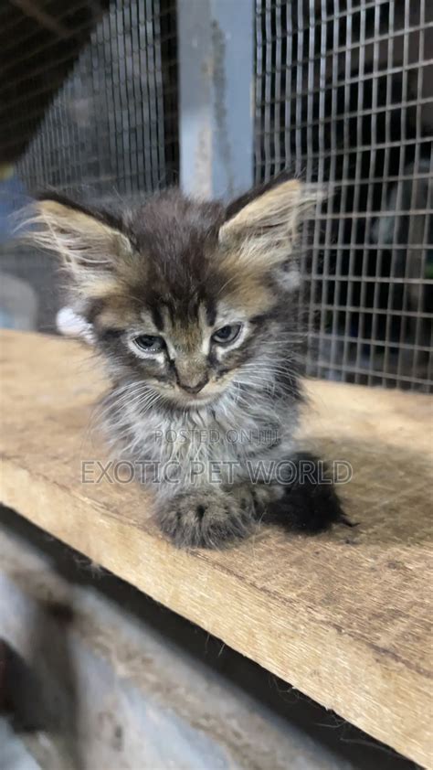 0-1 month Female Purebred Maine Coon in Accra Metropolitan - Cats
