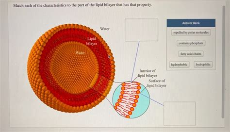 Solved match each of the characteristics to the part of the | Chegg.com