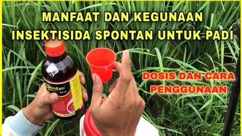 Manfaat Dan Dosis Penggunaan Insektisida Spontan Untuk Tanaman Padi